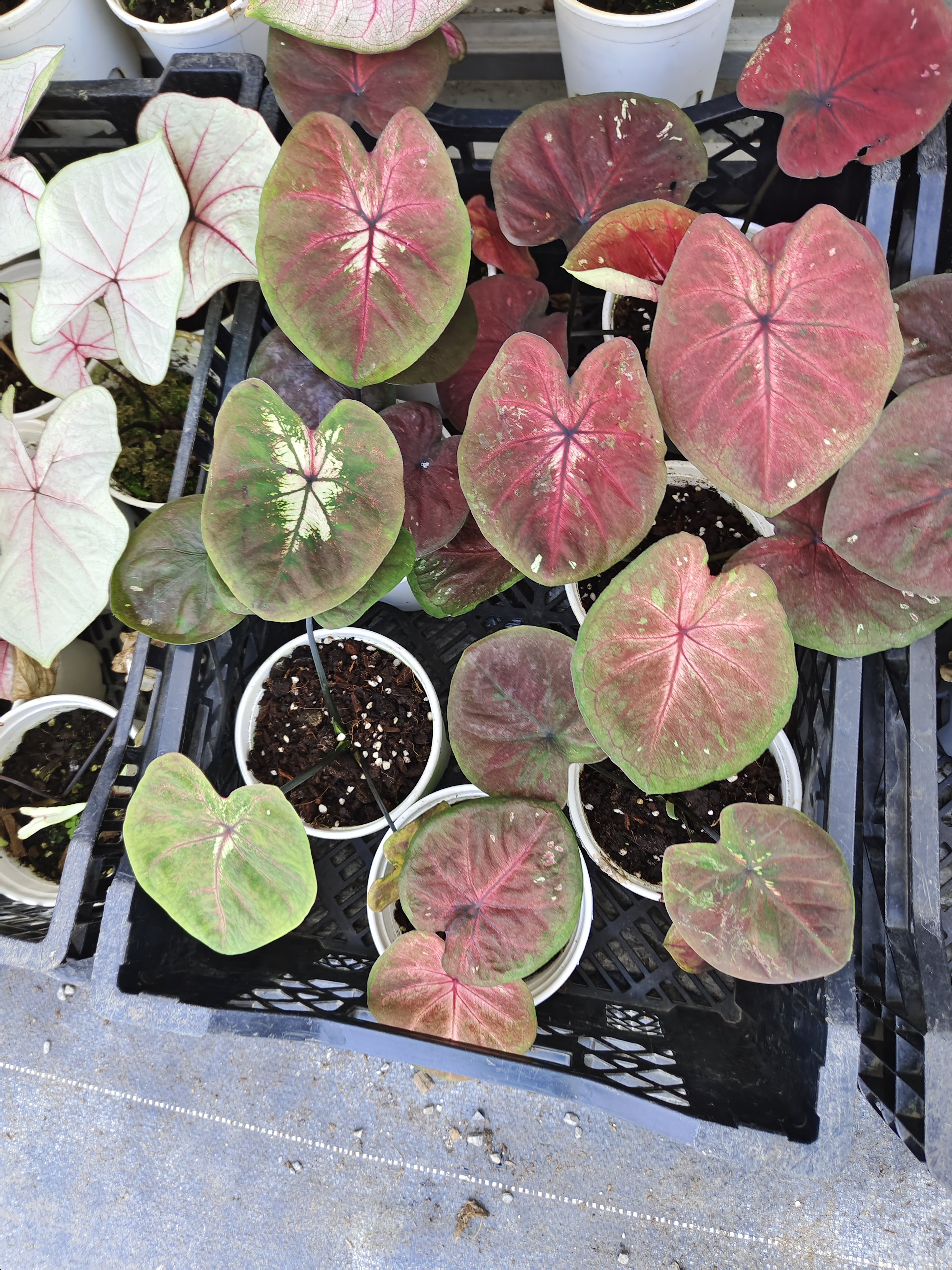 小海王不做任何售后，想好再拍,淘宝优惠券,粉丝福利购,淘宝优惠卷