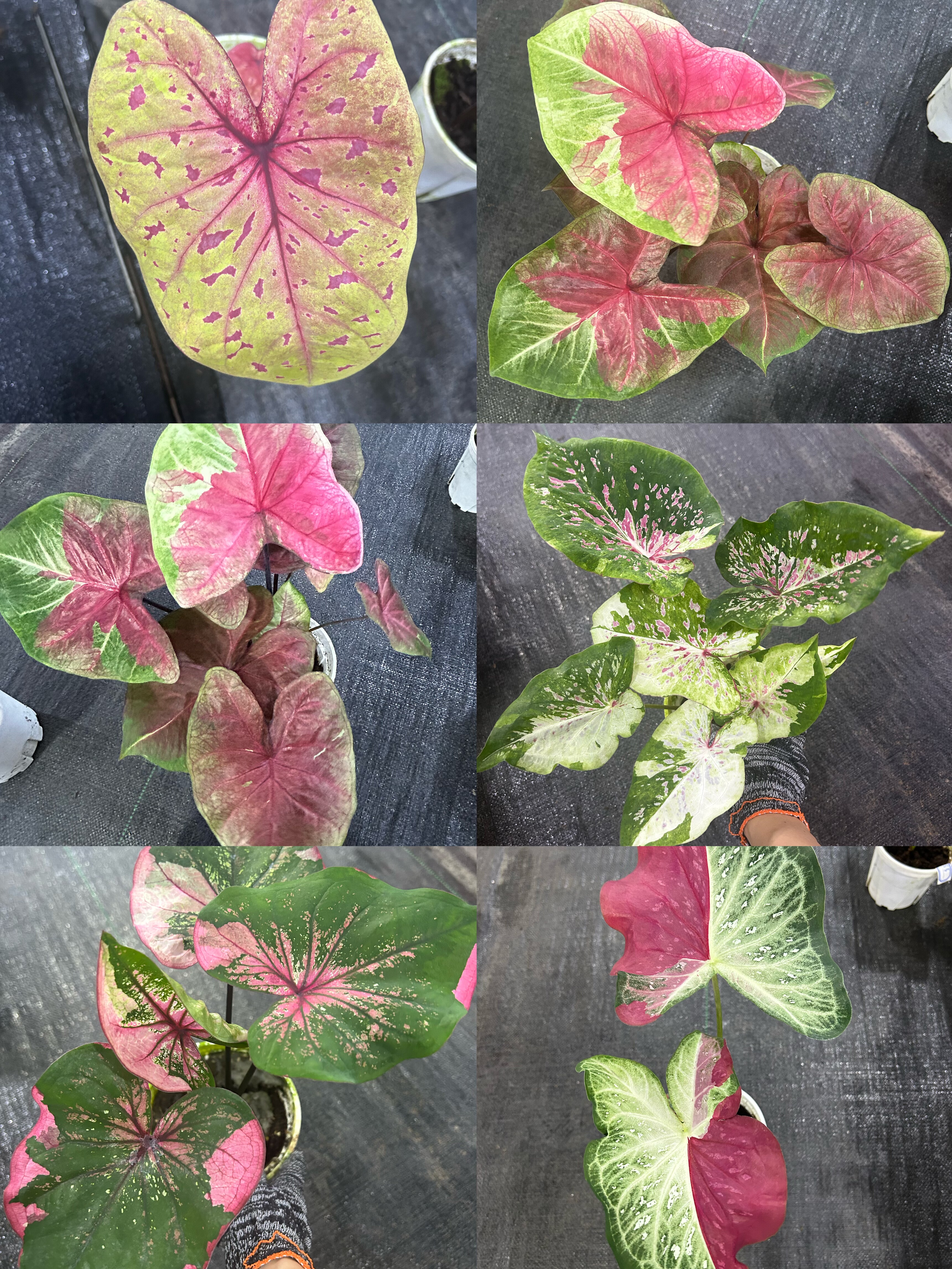 进口泰彩系列绿植盆栽阳台办公室花卉新手易养,淘宝优惠券,粉丝福利购,淘宝优惠卷