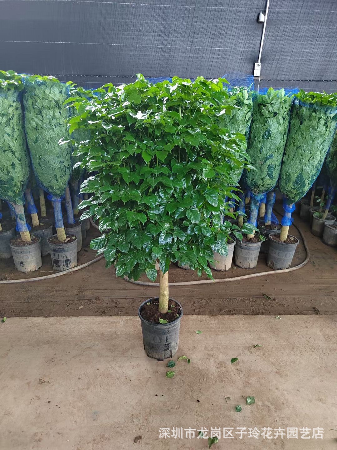 幸福树盆栽办公室客厅大型绿植盆景平安树驱蚊植物开业乔迁花卉,淘宝优惠券,粉丝福利购,淘宝优惠卷