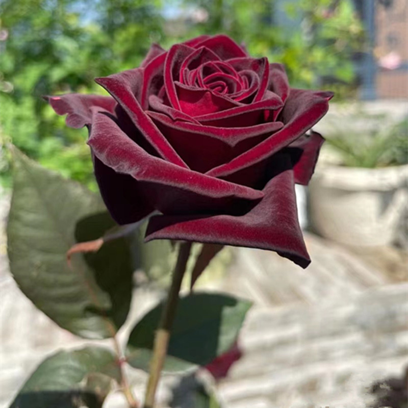 黑巴克玫瑰月季花大苗丝绒质感强暗红色四季开阳台庭院花卉绿植物 - 图2