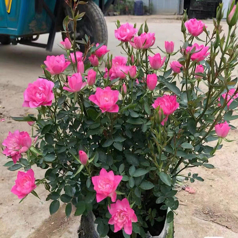 天荷繁星月季微月多头月季室内盆栽花卉带花苞四季开花新手好养,淘宝优惠券,粉丝福利购,淘宝优惠卷