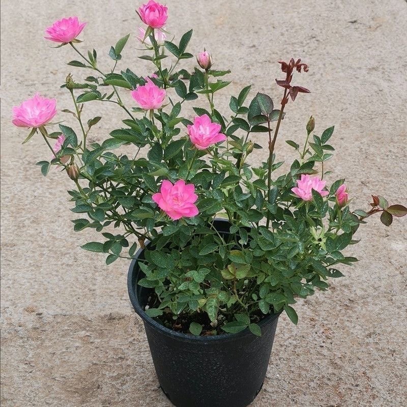 天荷繁星月季微月多头月季室内盆栽花卉带花苞四季开花新手好养,淘宝优惠券,粉丝福利购,淘宝优惠卷