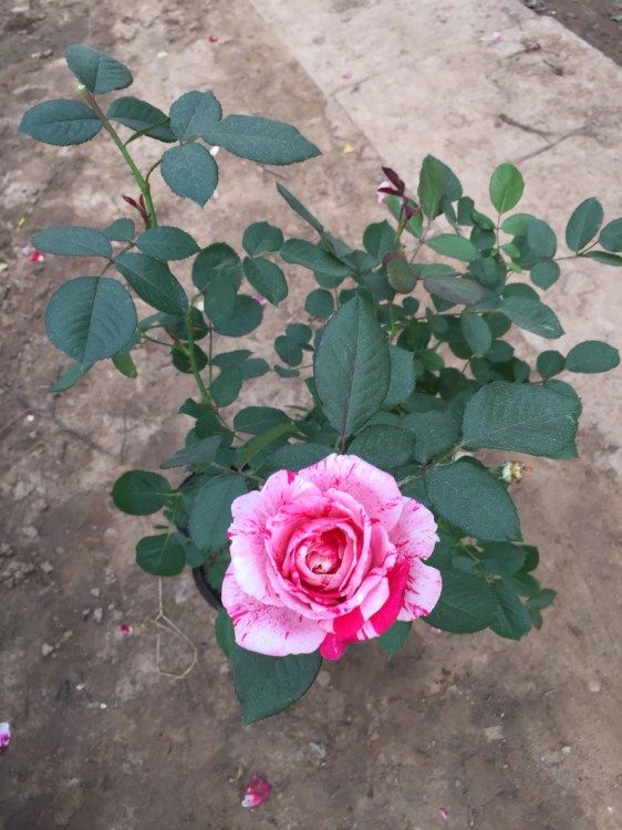 庭院阳台盆栽花卉 节日礼花 月季花苗 玫瑰花苗 带花苞带花发货,淘宝优惠券,粉丝福利购,淘宝优惠卷