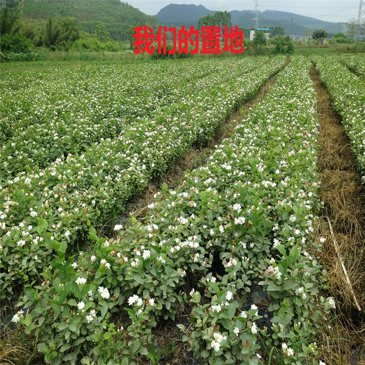 重瓣白茉莉花苗室内盆栽双色茉莉花苗香味浓郁净化空气花卉包邮-图3