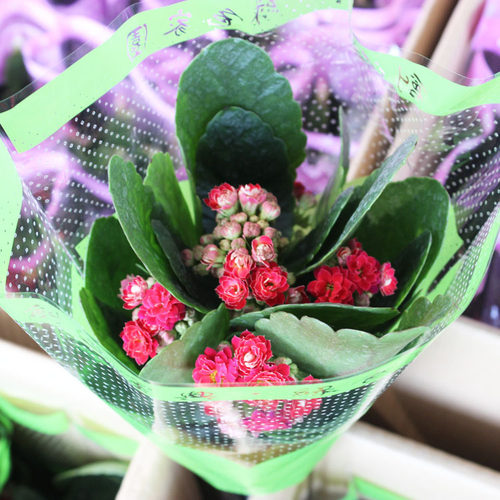 长寿花花苗四季绿植盆栽花卉室内桌面观花植物成品带花苞重瓣大花 - 图2