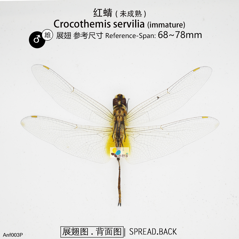 红蜻未成熟体Crocothemis servilia Nature&Art - 图0