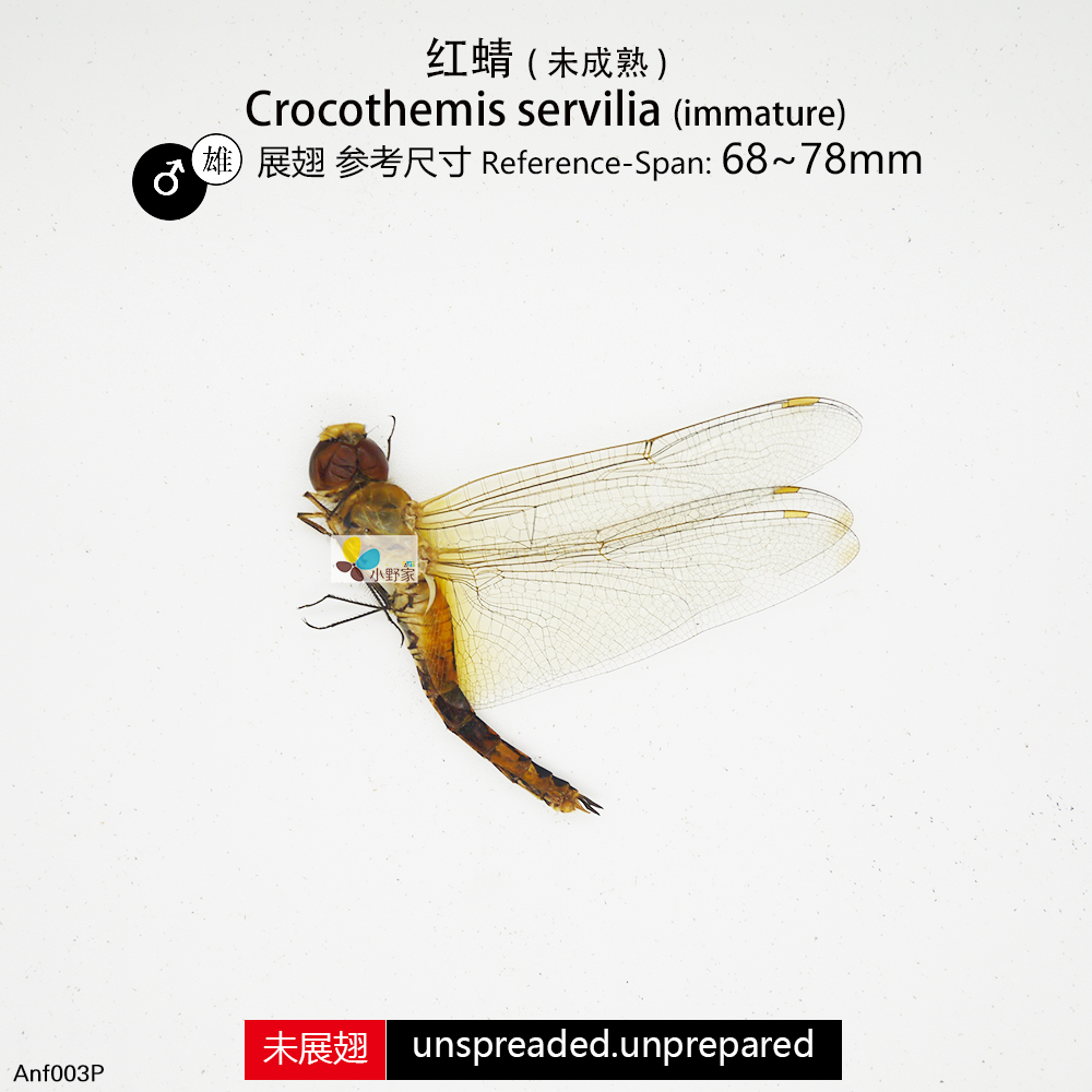 红蜻未成熟体Crocothemis servilia Nature&Art - 图1