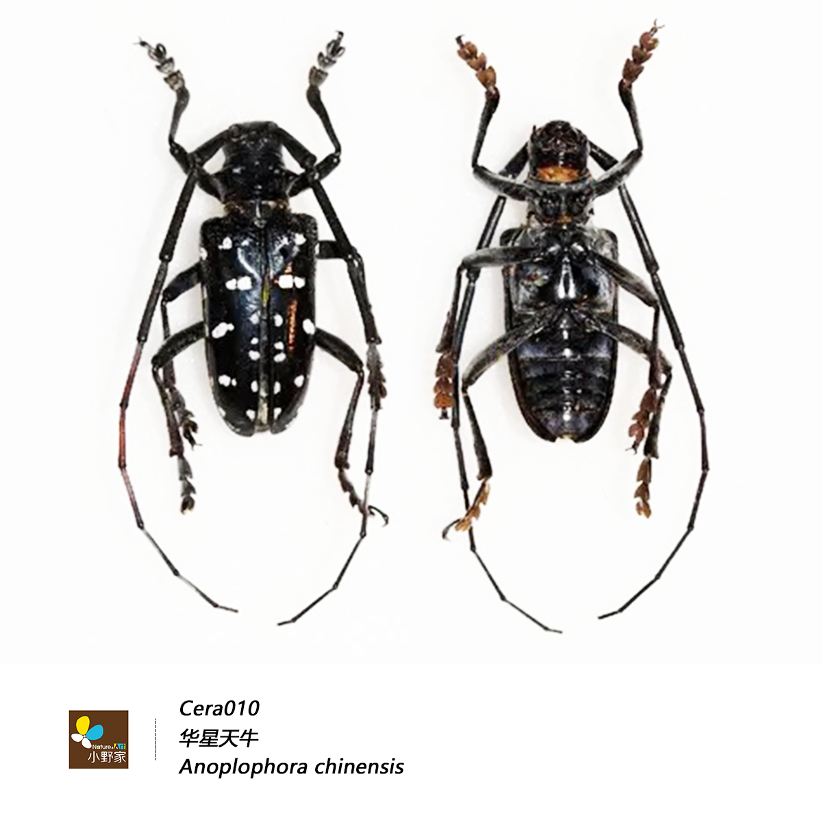 鞘翅目【天牛科】真昆虫标本真虫标本教学标本昆虫科普模型,淘宝优惠券,粉丝福利购,淘宝优惠卷