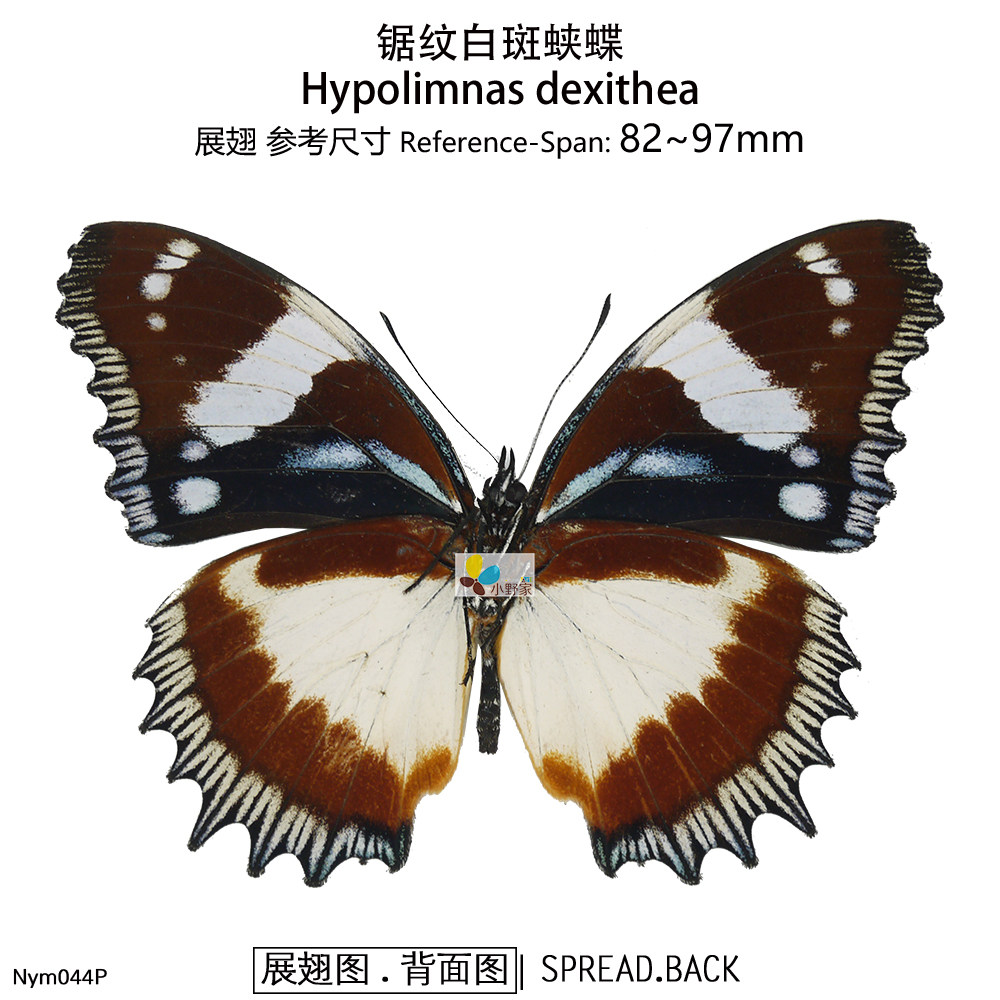 蛱蝶亚科【眼蛱蝶族】优雅眼蛱蝶真蝴蝶标本昆虫原蝶科普展定制,淘宝优惠券,粉丝福利购,淘宝优惠卷