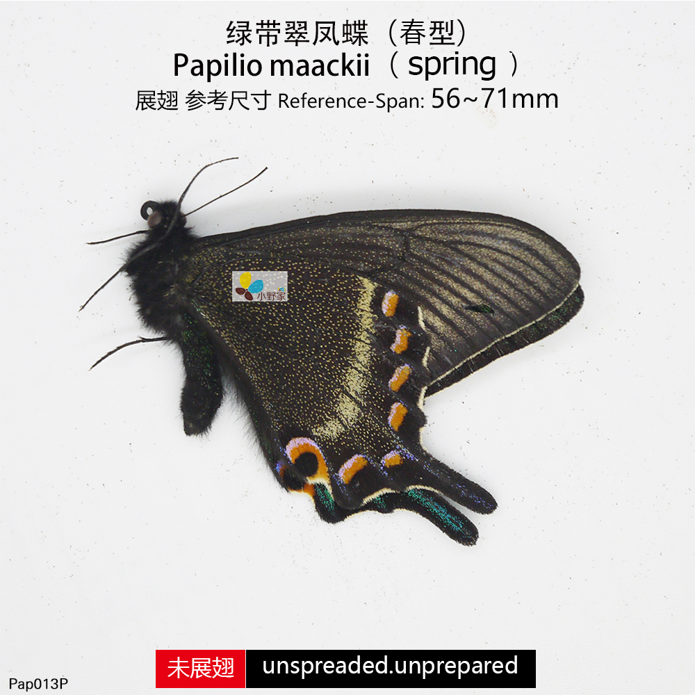 小野家真蝴蝶标本原蝶 绿带翠凤蝶【春型】Papilio maackii - 图1