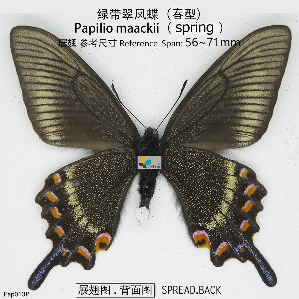 小野家真蝴蝶标本原蝶 绿带翠凤蝶【春型】Papilio maackii - 图0