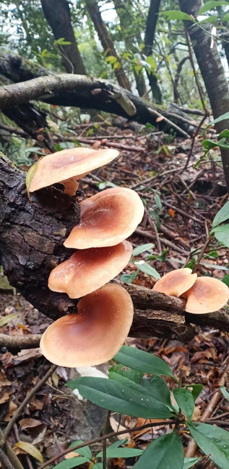 香菇云南楚雄大姚县原始深林正宗野生香菇精选干货 非种植 - 图1