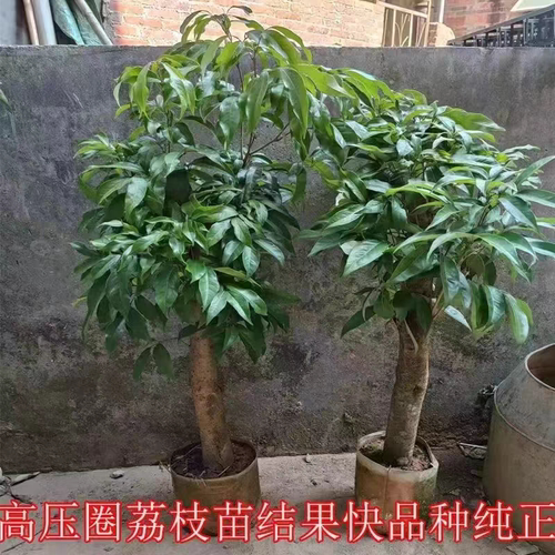 高压圈荔枝苗树桩矮化嫁接荔枝果树苗盆栽地栽南北方种植当年爆果 - 图0