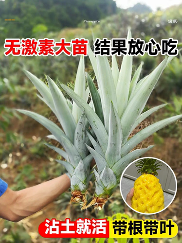 凤梨苗菠萝苗子带果盆栽大号南北方耐寒庭院矮化水果树苗 - 图0