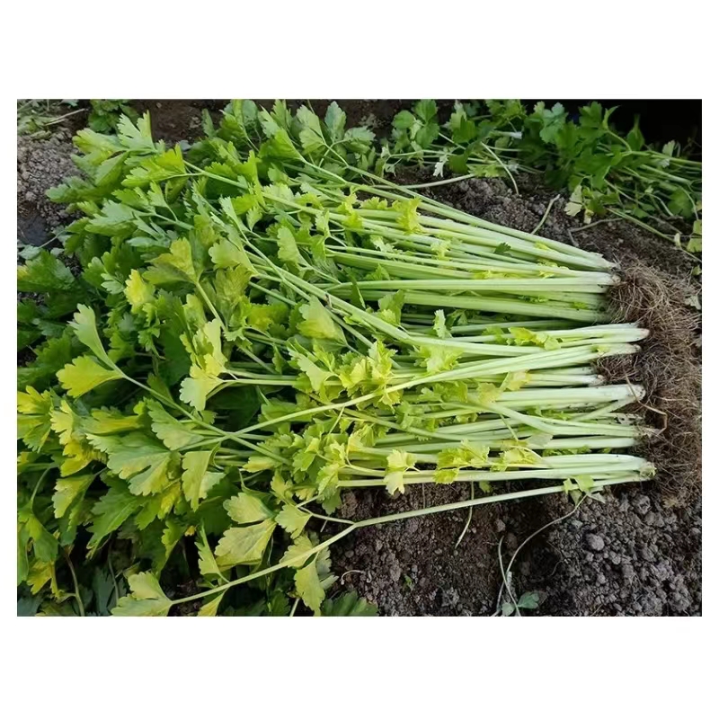 实诚泰国三优白骨黄心芹菜种子耐热嫩黄芹种子白芹种子空心芹菜种 - 图3