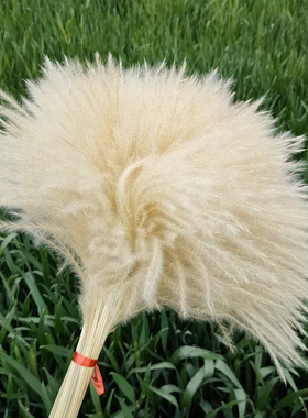天然粉色芦苇干花花束婚庆布置