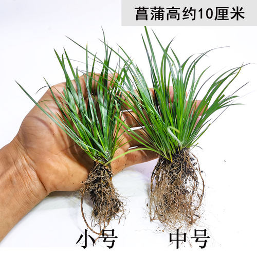 菖蒲虎须附养龟鱼池水边植物观赏文玩土培水培鱼缸阳台客厅庭院 - 图1
