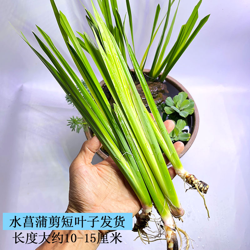 水菖蒲好养易活水培植物阳台办公室养龟养鱼净化水质庭院挺水植物 - 图1