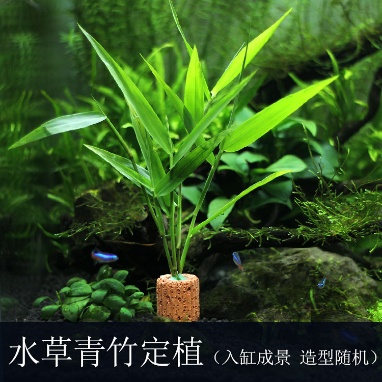 水族箱鱼缸装饰活体水草绿菊金鱼藻蜈蚣草羽裂坨草水榕沉木造景 - 图2