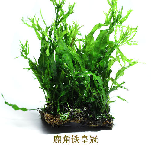 皇冠草中后景草细叶鹿角大叶铁皇冠阴性水草带底座可捆绑沉木易活 - 图2