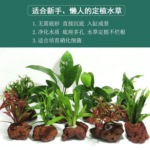 鱼缸水草造景懒人火山石多孔石定植活体淡水植物水榕沉木水族箱 - 图0