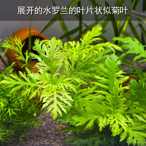 水罗兰水芹水草活体鱼缸草缸造景装饰水族淡水植物中后景有茎类 - 图1