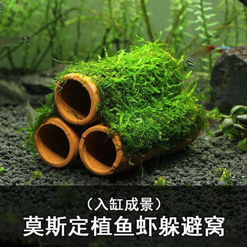 大三角凤尾莫斯半球水草造景懒人装饰鱼缸水族箱沉底阴性前景莫斯 - 图2