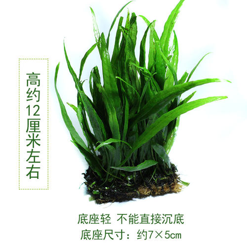 皇冠草中后景草细叶鹿角大叶铁皇冠阴性水草带底座可捆绑沉木易活 - 图0
