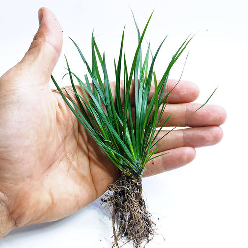 菖蒲虎须附养龟鱼池水边植物观赏文玩土培水培鱼缸阳台客厅庭院 - 图2