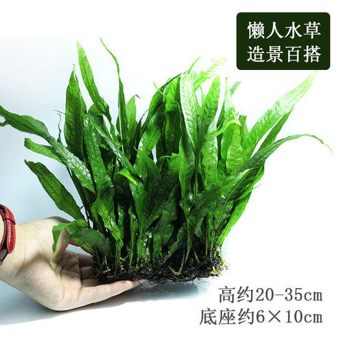 皇冠草中后景草细叶鹿角大叶铁皇冠阴性水草带底座可捆绑沉木易活 - 图1