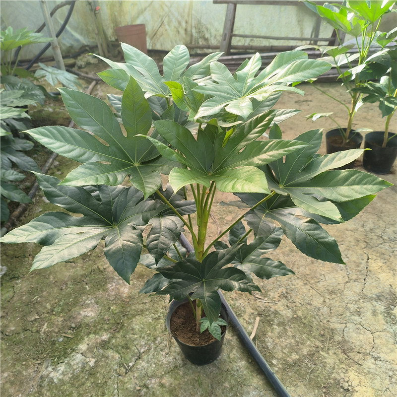 八角金盘 室内庭院大型观叶耐寒喜阴盆栽绿植 四季常青绿植,淘宝优惠券,粉丝福利购,淘宝优惠卷