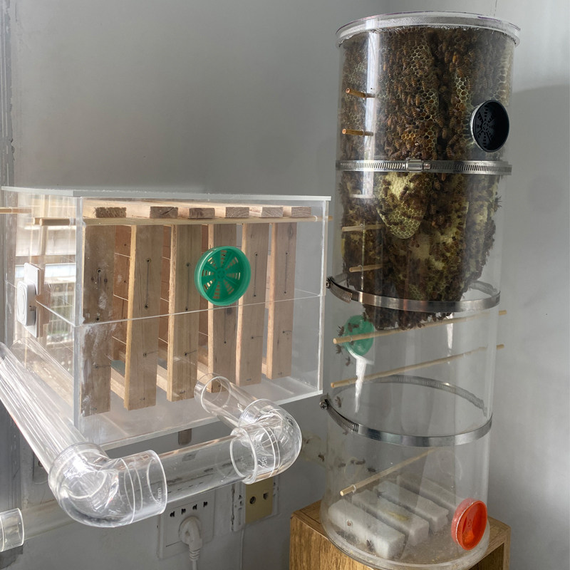 家里室内养蜜蜂透明格子活框亚克力玻璃蜂箱一整套蜂路管直播展示,淘宝优惠券,粉丝福利购,淘宝优惠卷