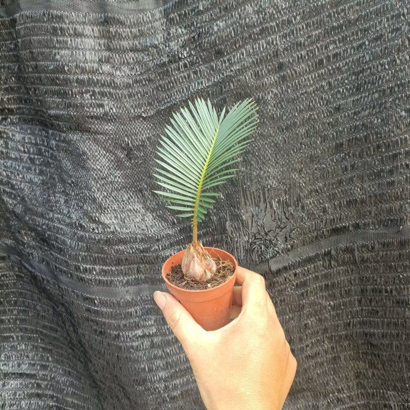 精品小铁树客厅书房盆栽四季常青绿植室内桌摆小盆栽耐旱好养,淘宝优惠券,粉丝福利购,淘宝优惠卷