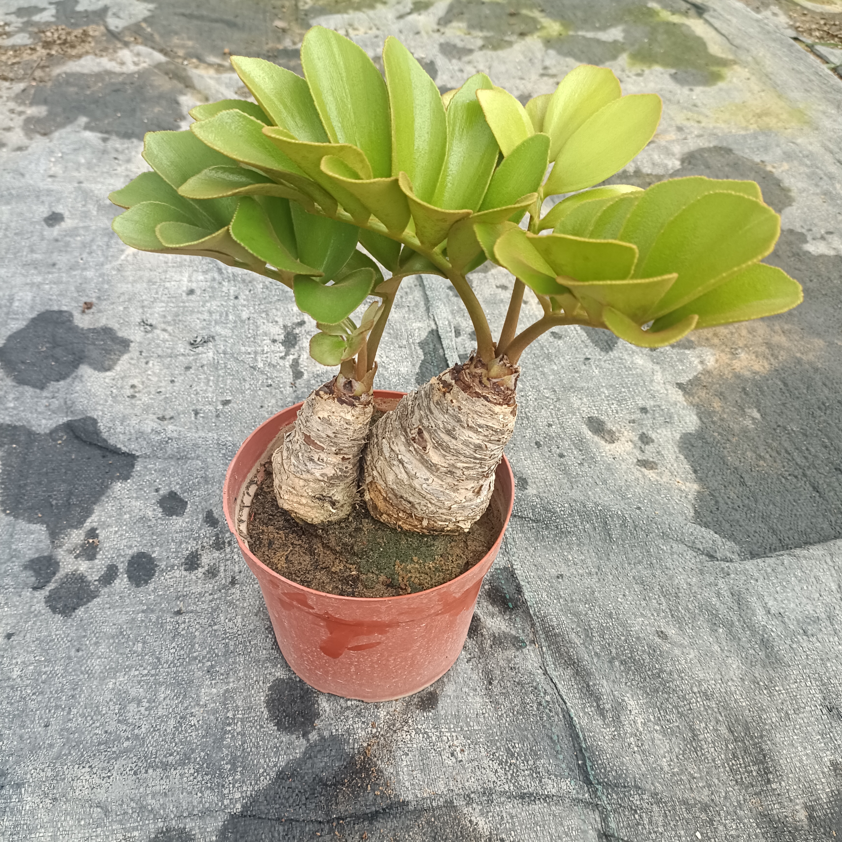 墨西哥铁树四季常青室内绿植桌摆美洲巴西铁多头老桩怪桩 - 图3