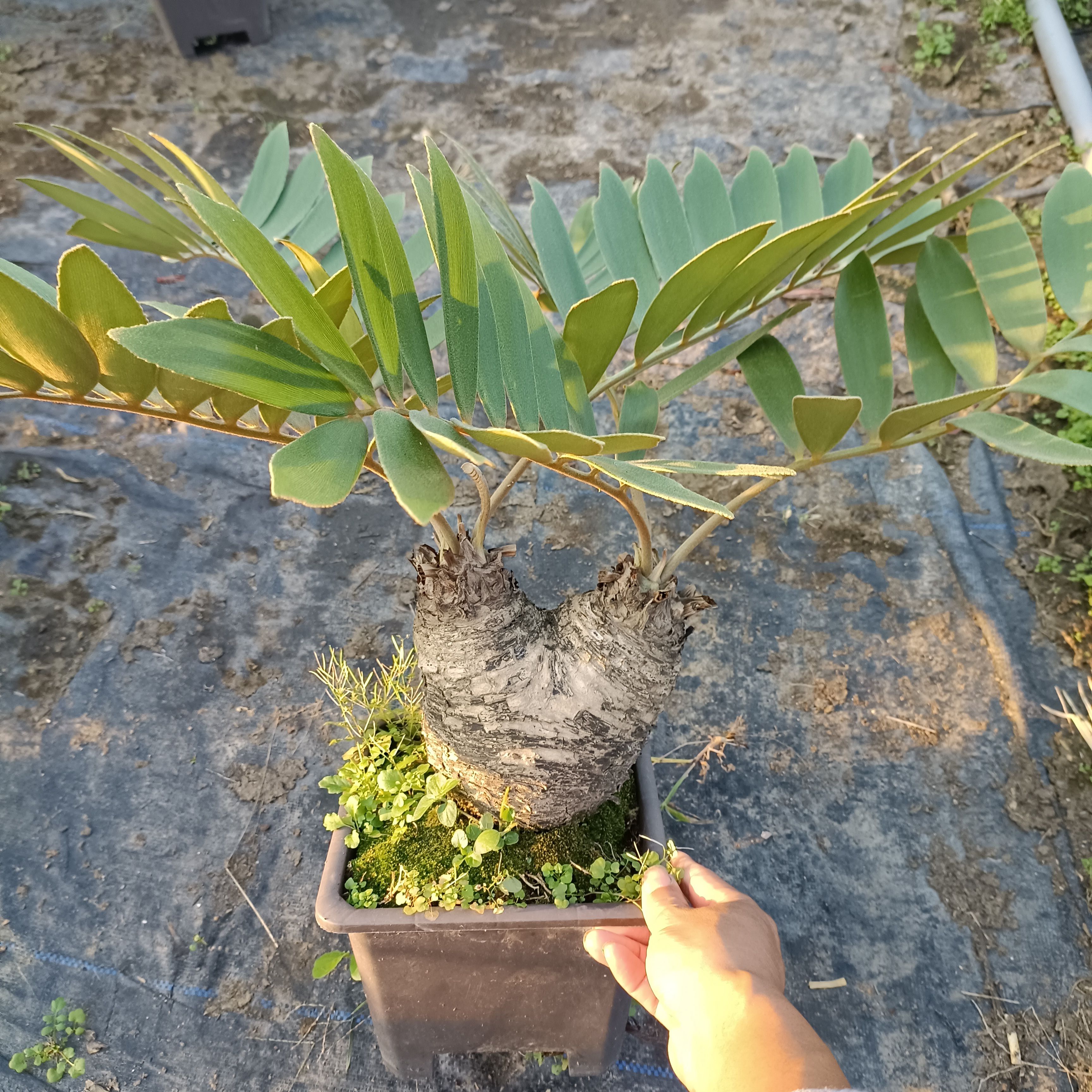 墨西哥铁树四季常青室内绿植桌摆美洲巴西铁多头老桩怪桩 - 图0