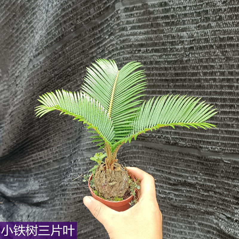精品小铁树客厅书房盆栽四季常青绿植室内桌摆小盆栽耐旱好养,淘宝优惠券,粉丝福利购,淘宝优惠卷