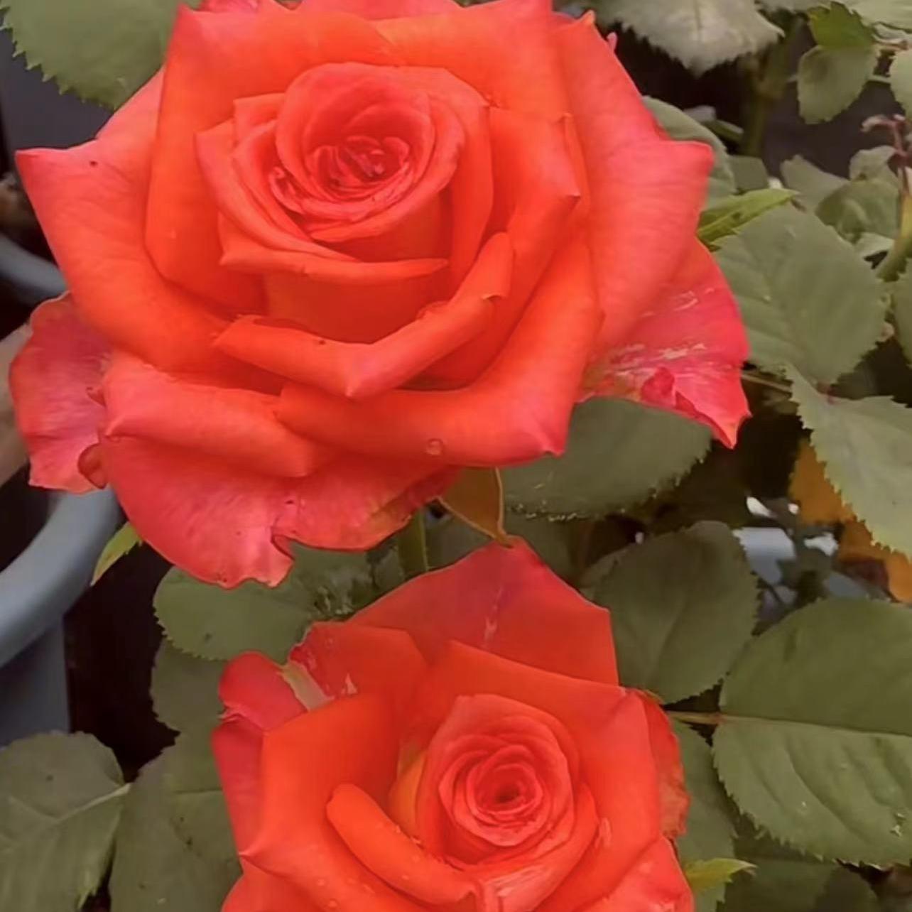 小调 新品切花玫瑰橘红色酒杯盆栽月季阳台阳台花卉灌木 - 图1