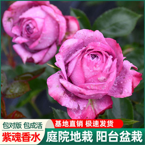 紫魂香水/紫色冰淇淋月季扦插花苗浓香超级新品月季蔷薇玫瑰花苗 - 图1