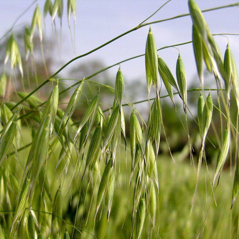 带壳燕麦种子食用皮燕麦雀麦野麦草野燕麦饲用养殖牧草高产鱼饲料