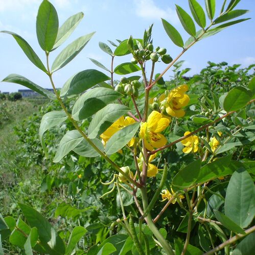 蛇灭门种子望江南野决明籽驱蛇草种孑凤凰草野生驱蚊虫蛇灭门种籽 - 图0