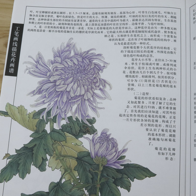 【微瑕非全新 选5本减11.5】工笔画线描花卉画谱 菊花篇百花花卉画集写生白描写意构图技法精解课徒稿绘画书籍 - 图2