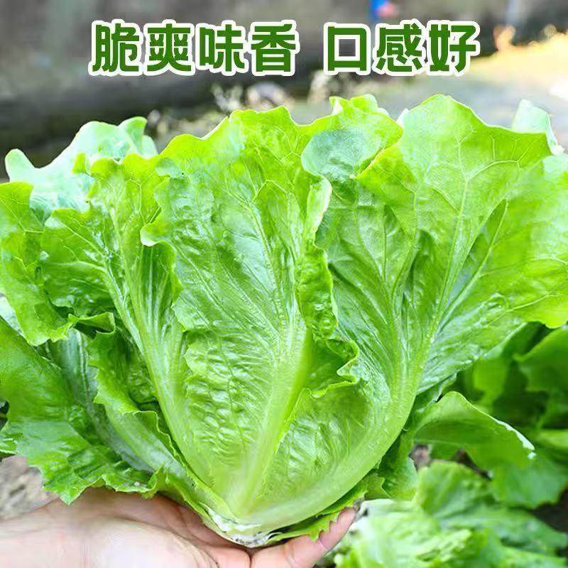 脆嫩生吃奶油大速生菜玻璃生菜苗子苗阳台四季耐寒盆栽春季蔬菜苗,淘宝优惠券,粉丝福利购,淘宝优惠卷