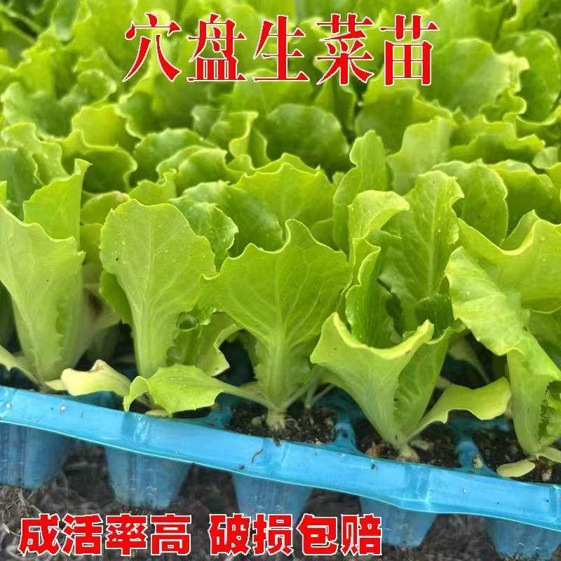 脆嫩生吃奶油大速生菜玻璃生菜苗子苗阳台四季耐寒盆栽春季蔬菜苗,淘宝优惠券,粉丝福利购,淘宝优惠卷