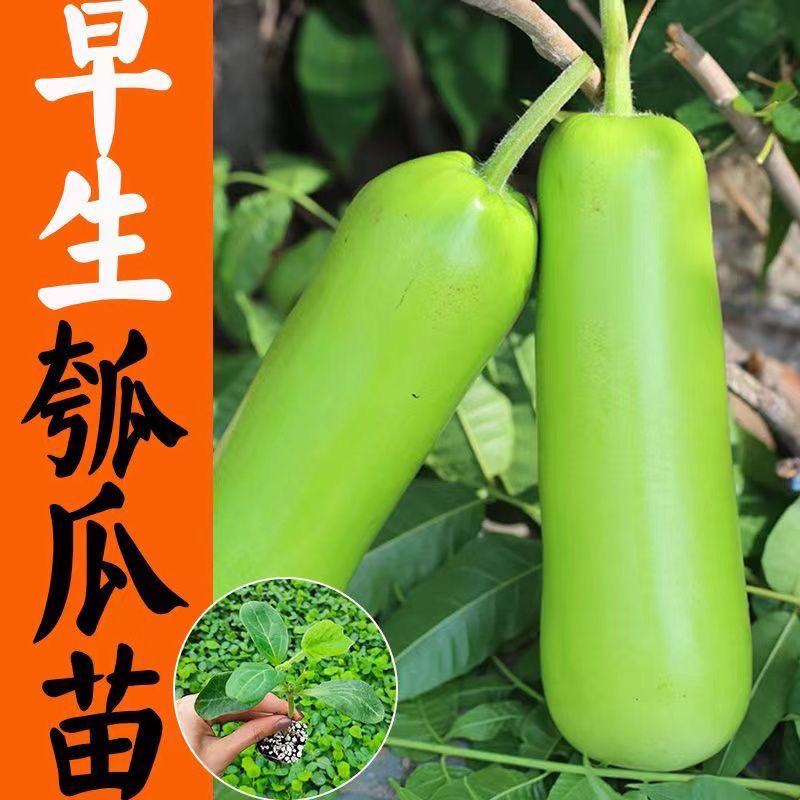 春季新鲜长瓠子苗短瓠子秧苗食用瓢瓜苗菜葫芦种苗四季蔬菜苗阳台 - 图1