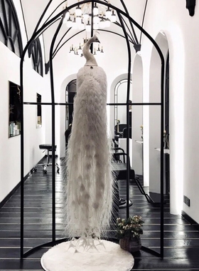 精品真白孔雀标本客厅酒店装饰家居工艺品公司开业送礼蓝孔雀标本