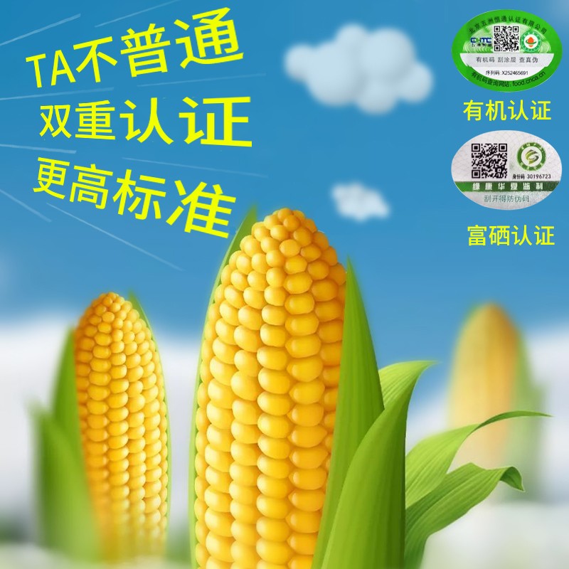 【富硒玉米】禾久甜糯小玉米鲜食粘黏非转玉米棒真空粗粮代餐8根