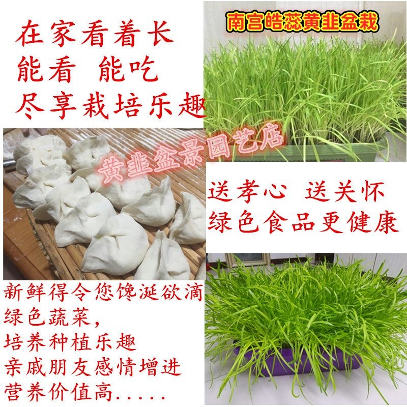 黄韭盆景南宫特产黄牙黄韭根水培蔬菜室内天然黄韭菜盆栽苗农产品,淘宝优惠券,粉丝福利购,淘宝优惠卷