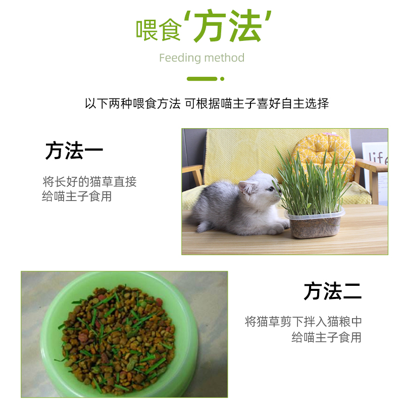 猫草水培种子除毛球猫零食猫薄荷营养土猫草种籽猫咪用品盆栽套装-图3