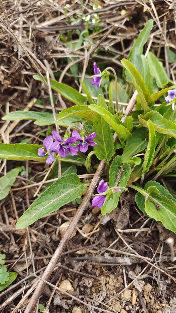 新鲜紫花地丁种苗 犁头草 铧头草 野堇菜 现采现发 - 图1