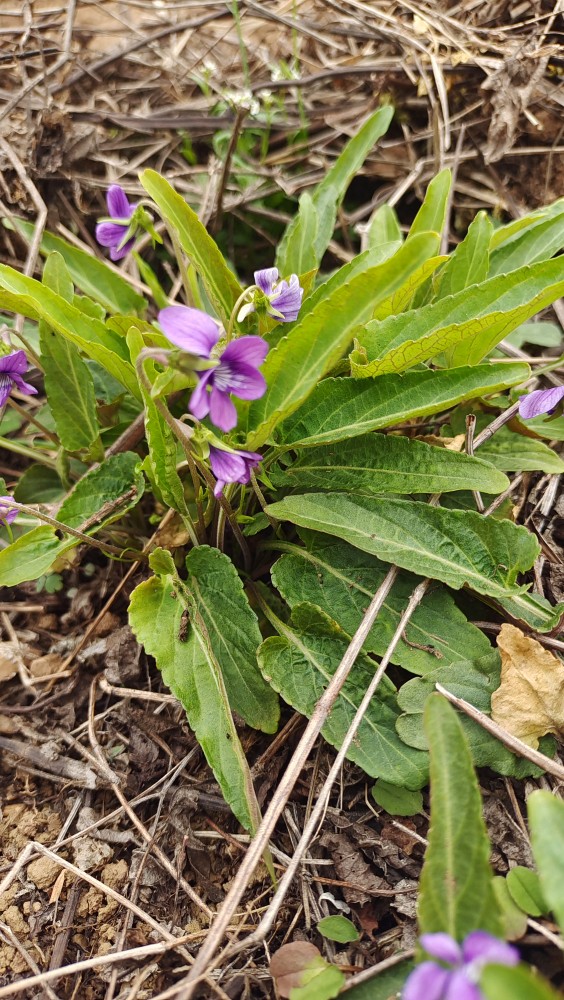 新鲜紫花地丁种苗 犁头草 铧头草 野堇菜 现采现发 - 图0